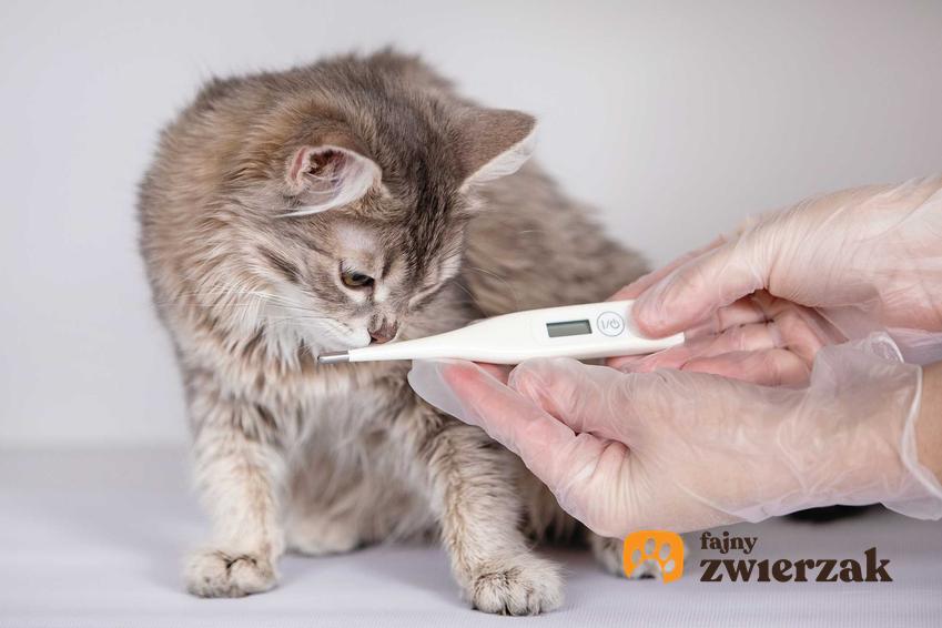 Kot, który miał mierzoną temperaturę, a także informacje, jaka jest prawidłowa temperatura u kota krok po kroku