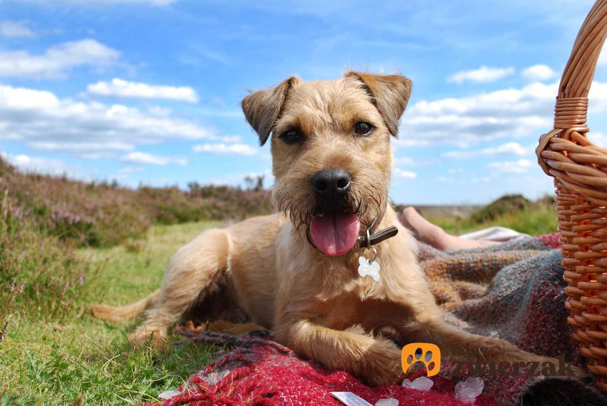 Pies rasy Patterdale Terrier leżący na trawie na tle nieba, a także informacje - opis rasy, charakter, wymagania oraz usposobienie