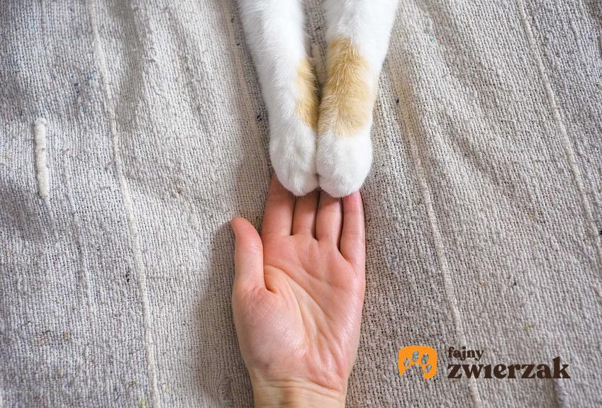 Metoda pracy z ailurofobią, czyli oswajanie się z kotem krok po kroku, a także objawy choroby, przycyzny oraz leczenie