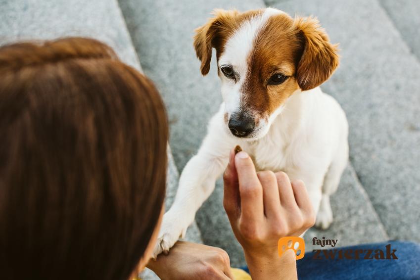 Pies nagradzany za naukę oraz porady jak nauczyć psa czystości krok po kroku