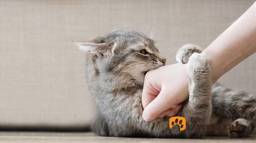 Kot gryzący rękę, a także informacje i porady, dlaczego kot gryzie i co z tym zrobić