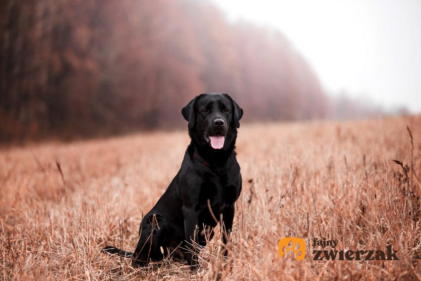 Czarny labrador retriever na tle pola i lasu, a także jego charakter i usposobienie