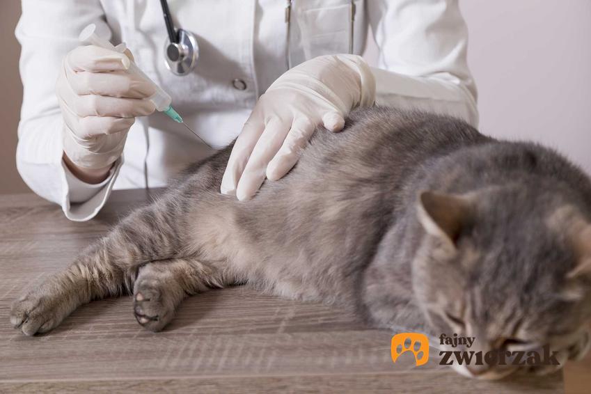 Kot u weterynarza w czasie szczepionki przeciwko wściekliźnie, a także informacje o chorobie: rozpoznanie, objawy oraz leczenie