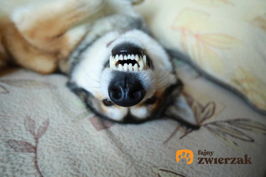 Pies Husky wyszczerzający zęby, a także usuwanie kamienia nazębnego u psa, najlepsze sposoby, poradnik i domowe sposoby na usuwanie kamienia