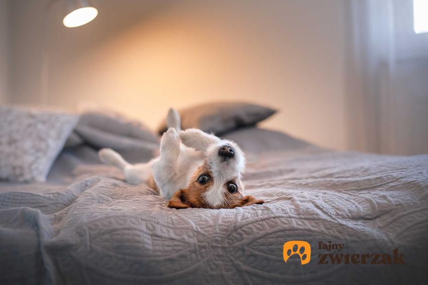 Jack Russel Terrier leżący na łóżku, a także dlaczego pies zawsze chce spać w łóżku krok po kroku