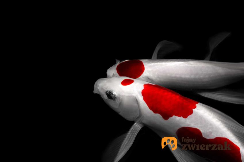 Dwa biało-czerwone karpie japońskie (Koi Fish) pływające w oczku wodnym, a także informacje oraz wymagania rybek