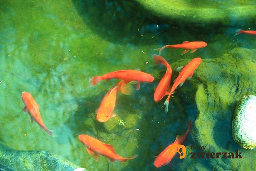 Pomarańczowe karasie ozdobne w oczku wodnym, a także inne najpopularniejsze ryby do oczka wodnego i najlepsze gatunki