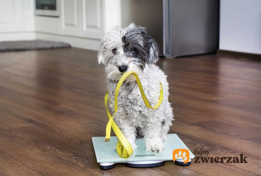 Pies terier stojący na wadze i trzymający w pyszczku centymetr krawiecki, a także otyłość u psów - przyczyny, skutki, leczenie oraz dieta