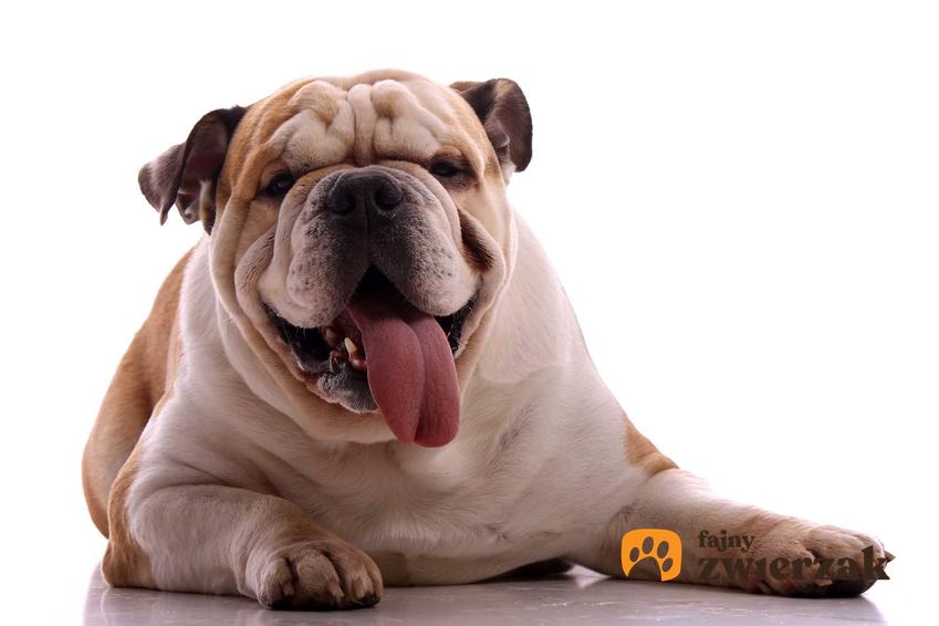 Otyły pies leżący na podłodze, a także otyłość u psów krok po kroku, przyczyny, leczenie, skutki, dieta i zapobieganie