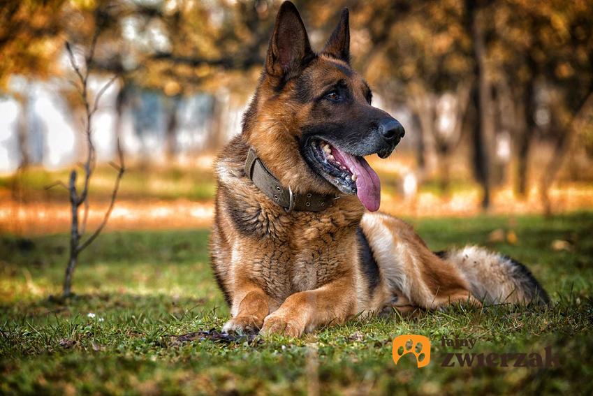 Owczarek niemiecki odpoczywający po bieganiu w parku, a także TOP 15 najbardziej inteligentnych ras psów