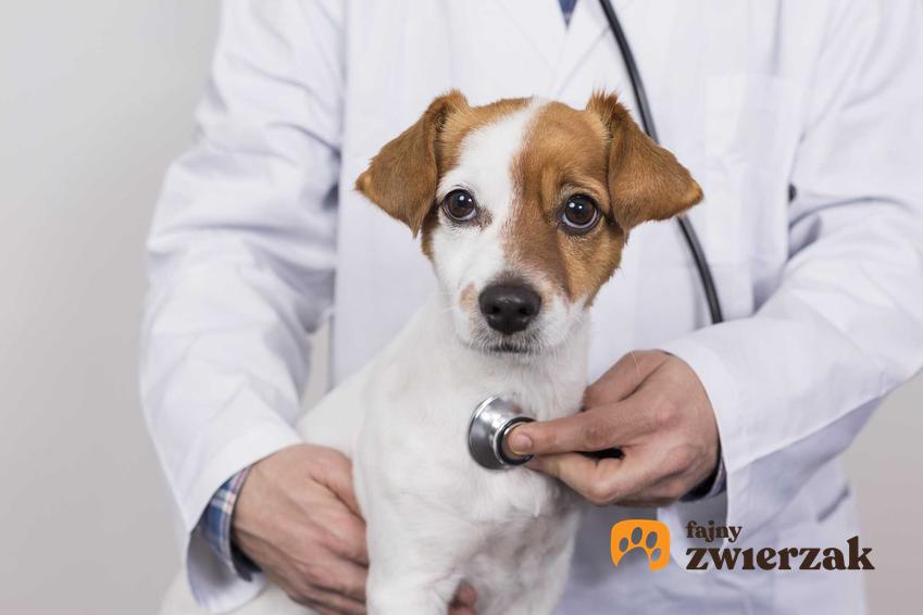Pies u weterynarza na koszt ubezpieczyciela, a także informacje o ubezpieczeniach dla psów, rodzaje polis, ich ceny i zakres ubezpieczenia dla psa
