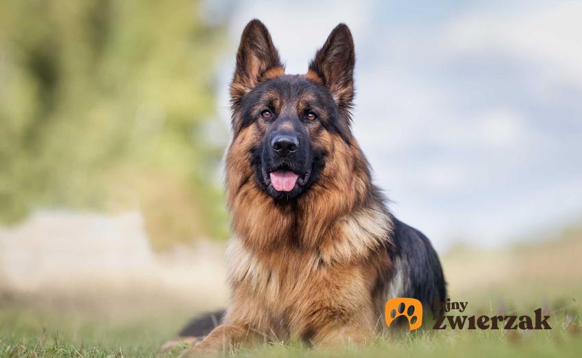 Pies leżący na trawie, a także ubezpieczenie dla psa krok po kroku, ceny i rodzaje polis oraz ich zakres przy ubezpieczeniu psa