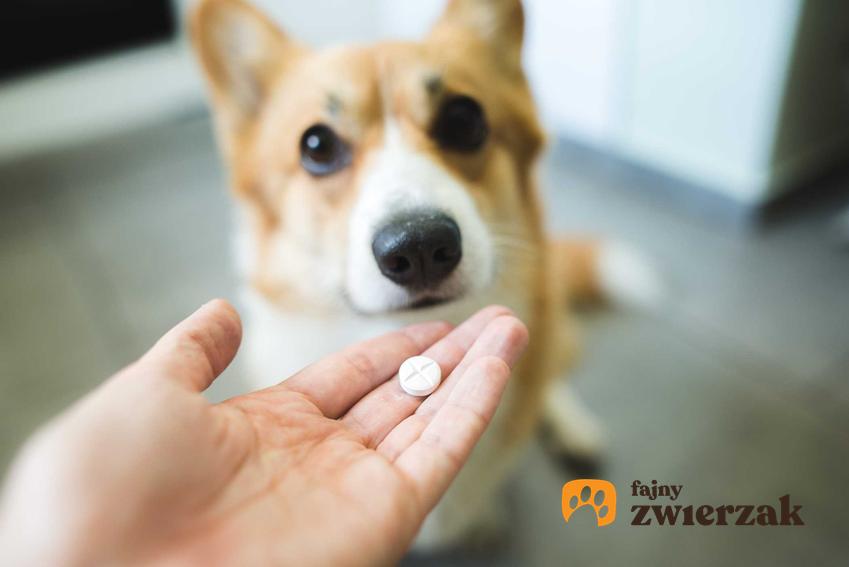 Podawanie psu tabletki na stawy, a także informacje, co na stawy u psa, przegląd skutecznych produktów na stawy dla psów
