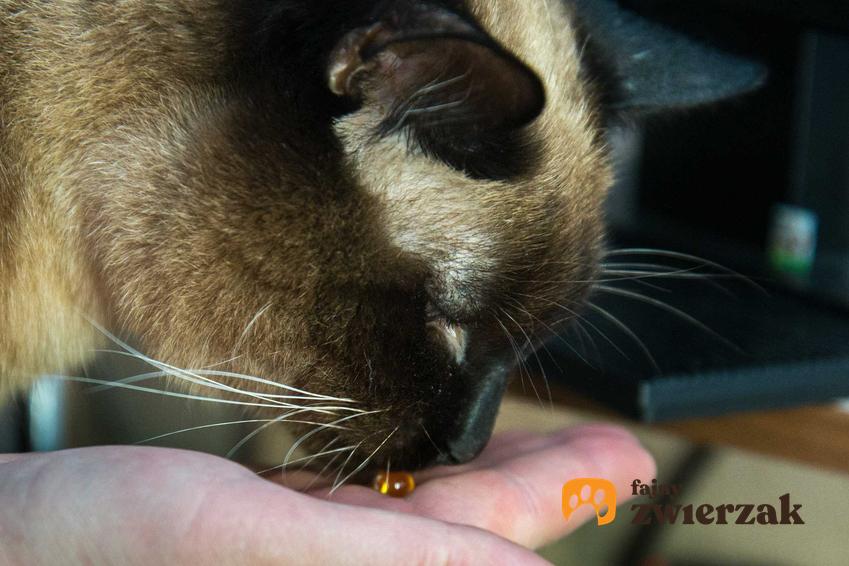 Podawanie kotu tabletki na dłoni, a także informacje, jak podawać kotu tabletkę krok po kroku