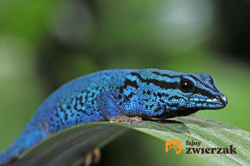 Niebieski gekon Williamsa na liściu, a także pochodzenie, wymagania, pielęgnacja, żywienie, pochodzenie i opis