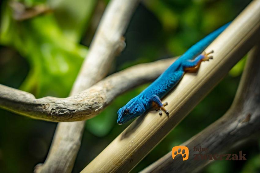 Niebieski gekon Williamsa na gałązce, a także opis zwierzęcia, wymagania, pochodzenie, pielęgnacja i żywienie