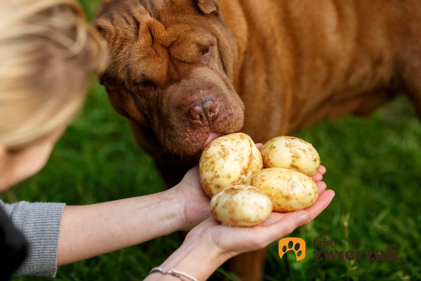 Pies wąchający ziemniaki wykopane z ogrodu, a także informacje, czy pies może jeść ziemniaki, szkodliwość, właściwości, gotowane i surowe ziemniaki