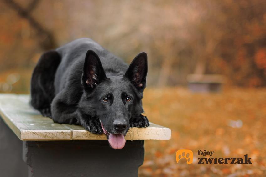 Czarny owczarek niemiecki leżący na ławce w parku, a także opis rasy i cena za szczeniaka