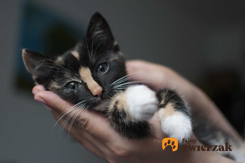Котенок на руках у хозяина, и информация о том, как отличить кошку от котенка, гендерная диагностика.