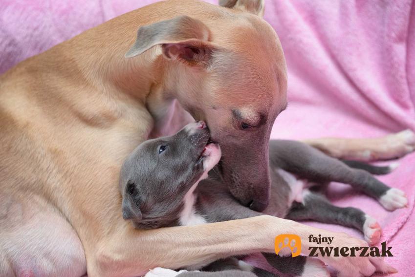 Mama pies i szczenię na legowisku, a także ile trwa ciąża u psów i informacje, jak przebiega ciąża u psów