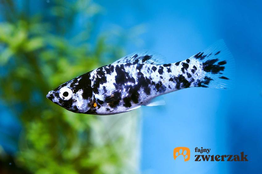 Molinezja w biało czarne kropki, a także jak przebiega ciąża molinezji, ile trwa ciąża ryb molinezja oraz praktyczny poradnik