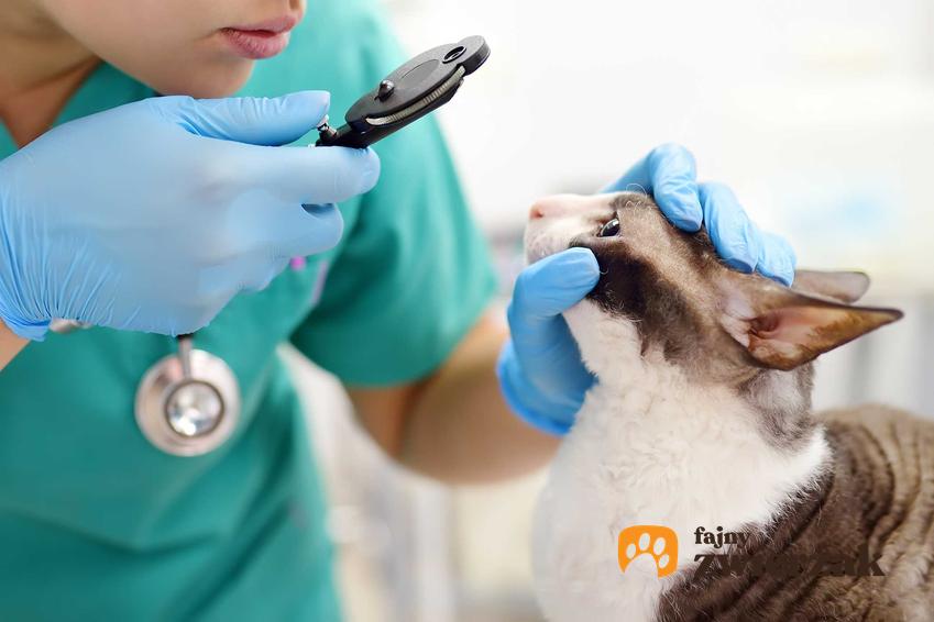 Weterynarz zaglądający do oczu kota, a także zapalenie spojówek u kota, oznaki i symptomy, przyczyny, leczenie oraz zapobieganie