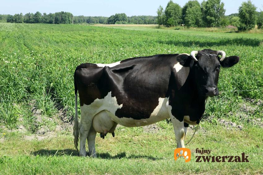 Krowa chora na brucelozę, a także objawy choroby, źródło zakażenia, przebieg, leczenie u zwierząt i ludzi oraz rozpoznawanie choroby