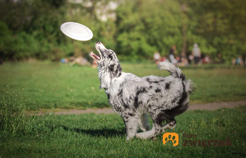 Zabawa z psem frisbee, a także dobra zabawa z psem, czyli jak bawić się z psem, by było to bezpieczne