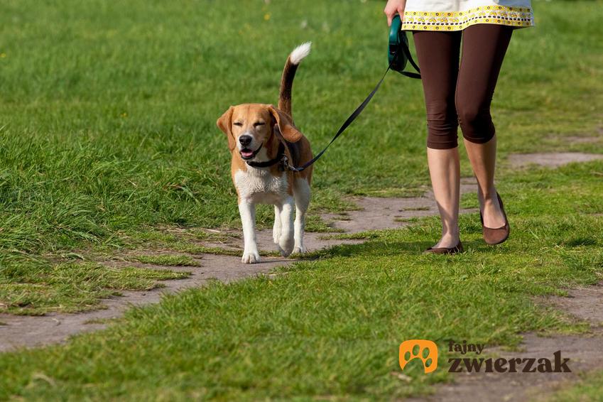 Pies na spacerze z właścicielką, a także informacje, czy pies powinien wychodzić na spacer, czy może biegać w ogródku