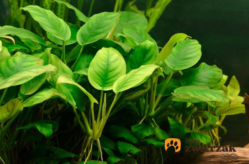 Anubias, delikatna roślina akwariowa, a także TOP 10 innych ciekawych roślin do akwarium