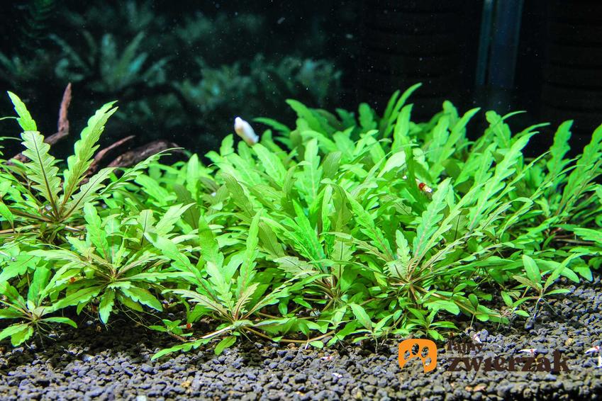 Hydrophylla w akwarium o zielonyh listkach, a także TOP 10 innych roślin akwariowych, czyli piękne i ciekawe roślinki do akwarium