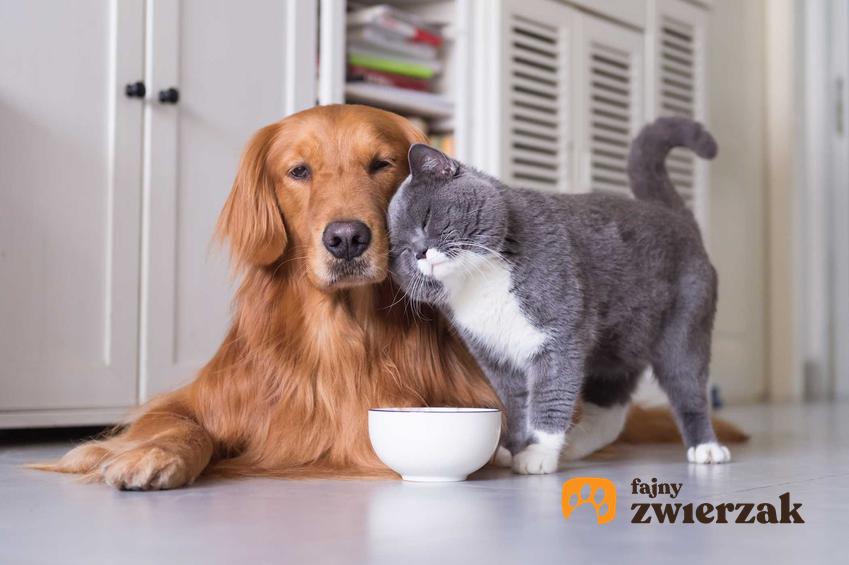 Kot i pies obok miski z jedzeniem, a także czy można podawać psu karmę dla kota, czyli właściwości karmy dla kotów i działanie
