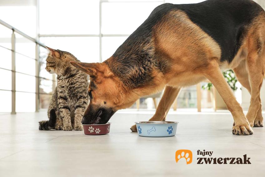 Pies wyjadający jedzenie z miski kota, a także informacje, czy można podawać psu kocią karmę krok po kroku