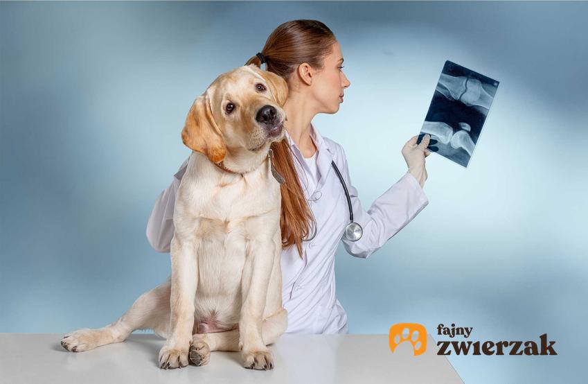 Pies podczas wizyty u weterynarza i oceniania RTG, a także uszkodzenie więzadeł krzyżowych stawu kolanowego psa