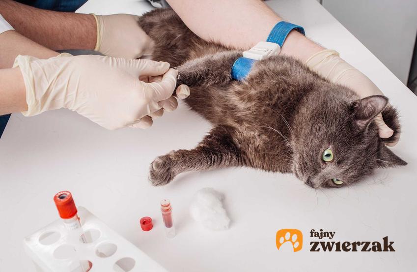 Badanie krwi u kota, a także przygotowanie do badania, samo pobranie krwi, cena oraz przebieg badania