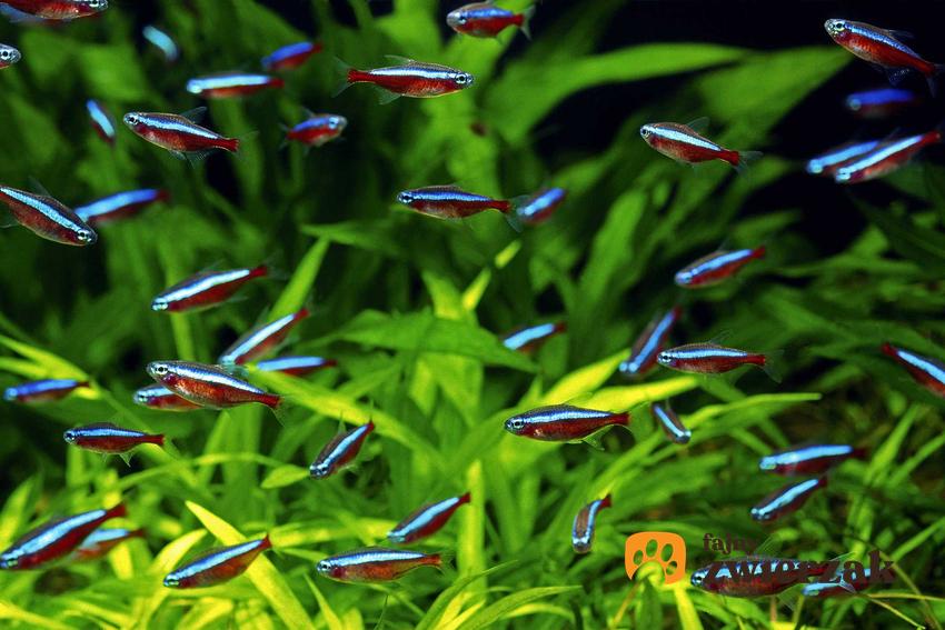 Świecące rybki akwariowe, czyli neonki na tle roślin, a także gatunki, które świecą w akwarium i ich wymagania