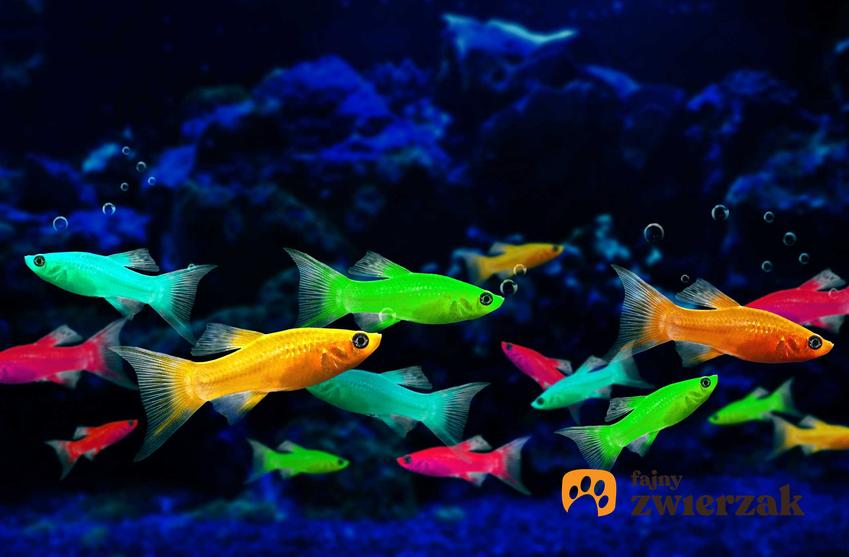 Glofish, czyli świecące rybki akwariowe, które zostały pozyskane genetycznie, a także gatunki, wymagania i opinie o rybkach