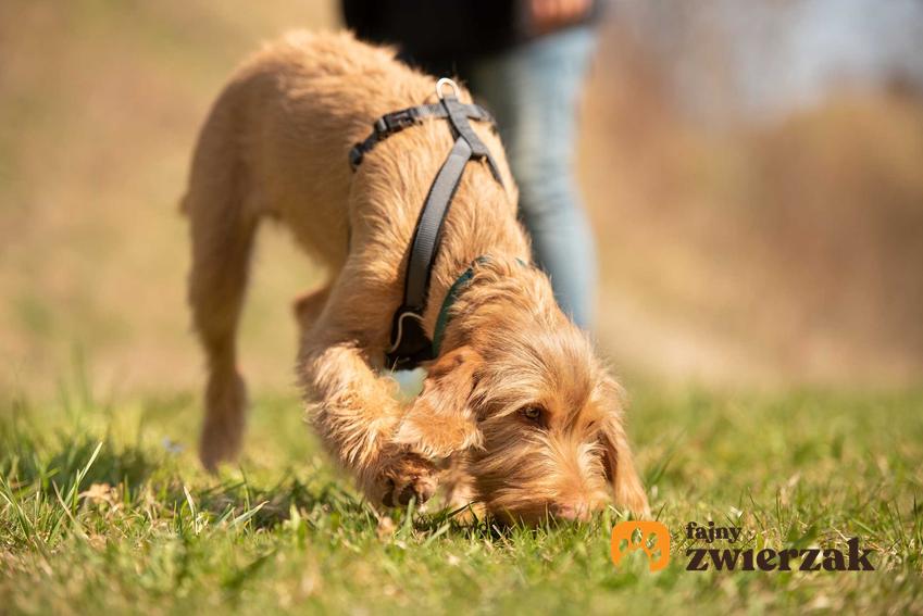 Szczenię psa rasy Vizsla szorstkowłosy węgierski, a także charakterystyka i opis zwierzęcia, hodowla oraz wymagania