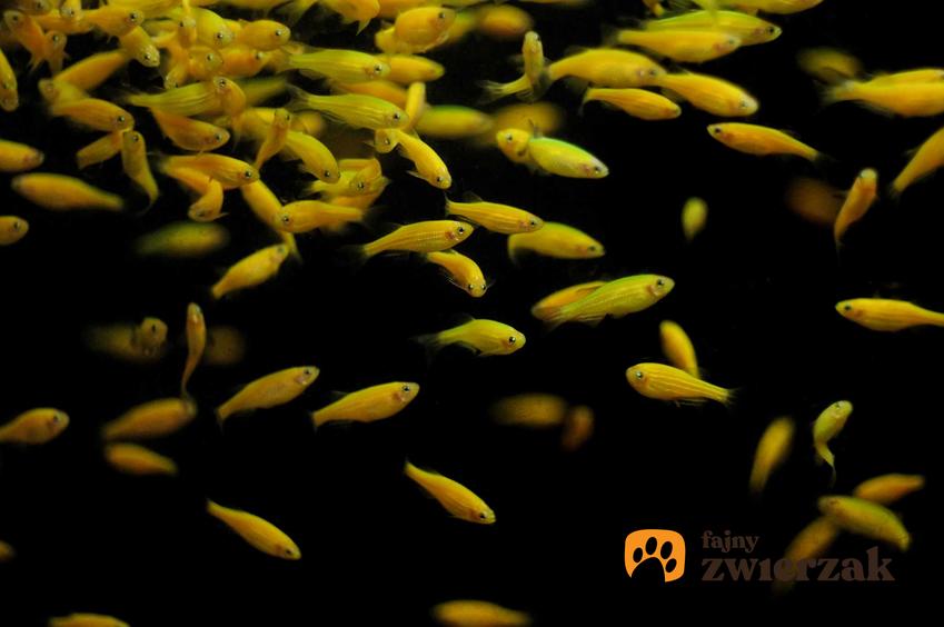 Żółte danio flu w akwarium na ciemnym tle, a także charakterystyka danio żółtego, hodowla oraz wymagania