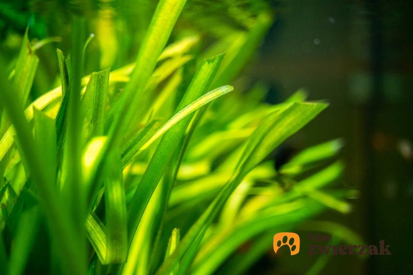 Nurzaniec śrubowy o intensywnie zielonych liściach, a także opis gatunku, sadzenie i pielęgnacja w akwarium