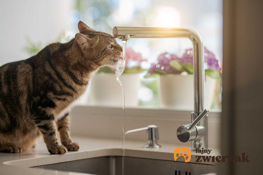 Kot pijący wodę z kranu, a także informacje, ile wody powinien pić kot na co dzień