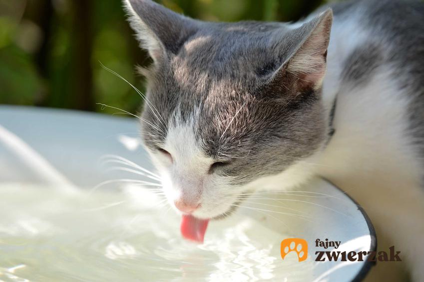 Kot pijący wodę z miski,  a także informacje dotyczące, ile wody powinien pić kot krok po kroku