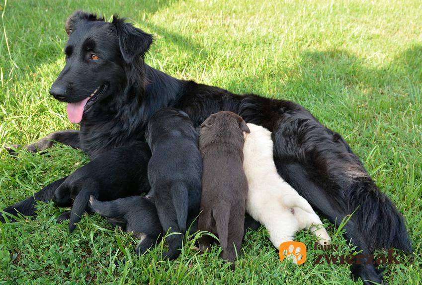 Mama pies karmiąca szczenięta, a także informacje, jak karmić psy w okresie ciąży oraz laktacji