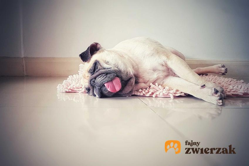 Pies leżący na płytkach i zmęczony z powodu gorąca, a także jak rozpoznać udar cieplny u psa krok po kroku