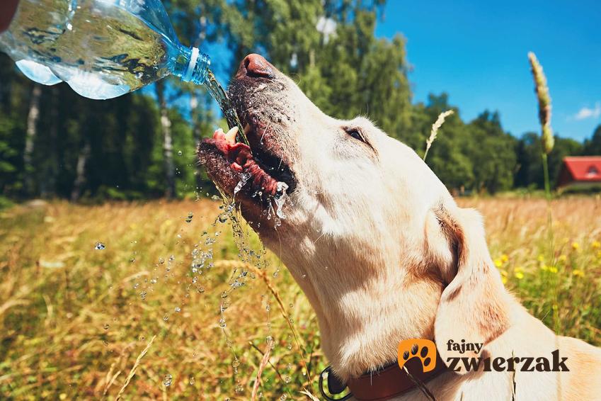 Pojenie psa wodą z butelki na spacerze, a także informacje, jak rozpoznać udar cieplny u psa, zapobieganie oraz pierwsza pomoc