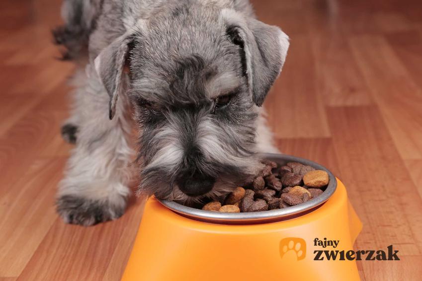 Terrier jedzący suchą karmę z miski, a także dieta psa krok po kroku, czyli szczególne zalecenia dla psów różnej rasy