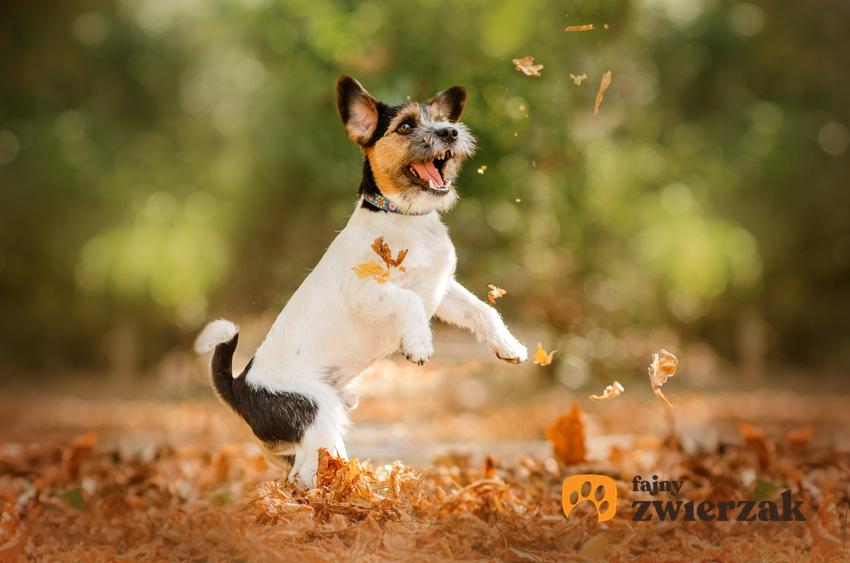 Jack russell terrier podskakujący w liściach w czasie spaceru, a także opinie o jack russell terrierze