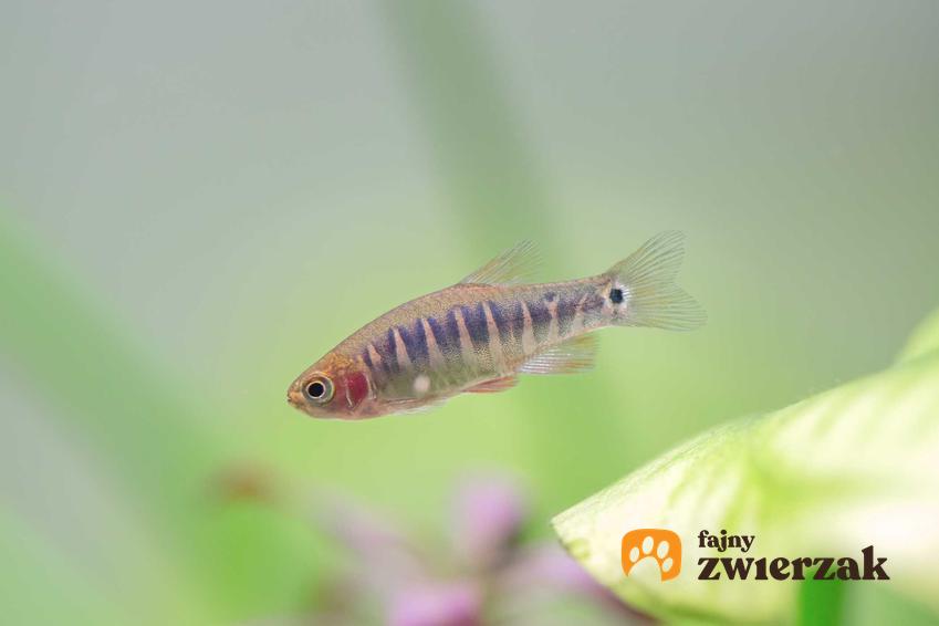 Maleńka rybka Danio erythromicron w akwarium, a także charakterystyka, hodowla, pielęgnacja oraz porady dla akwarystów