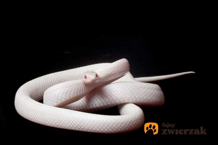 Biały wąż zbożowy Blizzard, czyli wyjątkowej odmiany, a także opis gatunku, zdjęcia oraz hodowla w domu