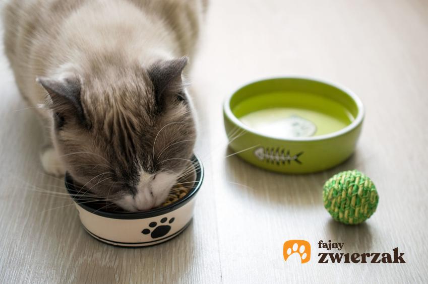 Pies jedzący karmę z ceramicznej miski dla kota, a także inne rodzaje misek